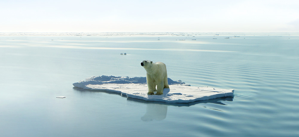 Polar bear floating on ice sheet