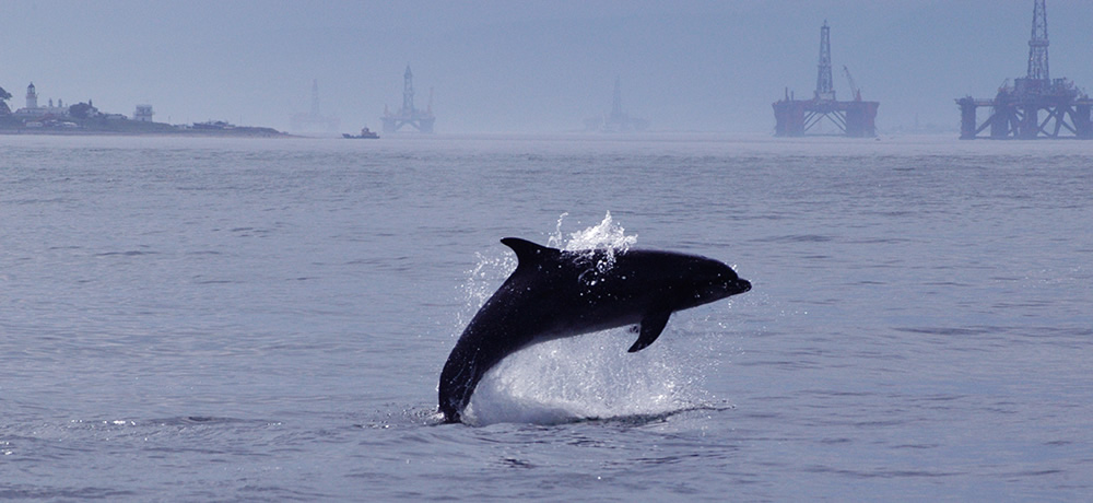 dolphin and oil wells