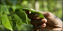 Hand holding a leaf