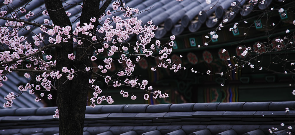 Blossom on a tree
