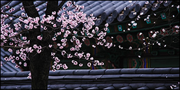 Blossom on a tree