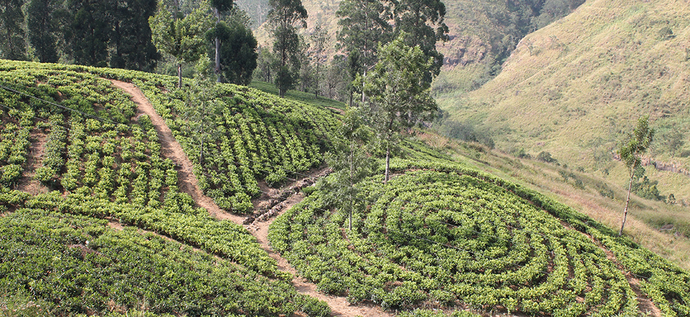 Sri Lanka tea plantation