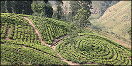 Sri Lanka tea plantation